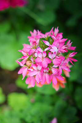 포토 JPG 해외이미지 식물 디자인 계절 꽃잎 꽃 분홍색 꽃다발 백그라운드 꽃무늬 패턴 자연 사람없음 초록색 여름 컬러풀 보라색 봄 성장 벚꽃 신선 질감 만들기 내추럴 해외202004 해외포토 컬러 무늬 모션 생태계 파일형식