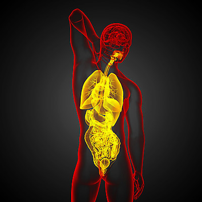 포토 JPG 해외이미지 해부 사람 사람없음 고통 하트 신장 간 암 방광 췌장 지라 해외202004 해외포토 모양 감정 의학 장기_의학 비뇨기관 질병 파일형식
