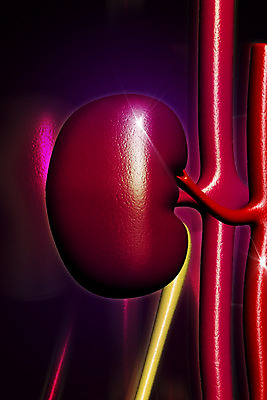 포토 JPG 해외이미지 백그라운드 일러스트 상상 추상 사람 사람없음 그래픽 빨간색 3D 디지털 신장 질감 동맥 정맥 고립 효과 해외202004 해외포토 컬러 무늬 비뇨기관 디지털합성 혈관 파일형식
