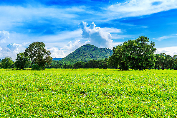 포토 JPG 해외이미지 나무 식물 구름 계절 공원 백그라운드 잎 밭 농업 자연 하늘 날씨 풍경 잔디 초원 사람없음 야외 목재 초록색 여름 파란색 빛 햇빛 태양 농장 환경 맑음 봄 활발 흰색 전원 시골 신선 땅 아래 장면 내추럴 평야 수평선 해외202004 해외포토 자연요소 공공시설 산업 컬러 컨셉 재료 전기에너지 방향 생태계 위치 파일형식
