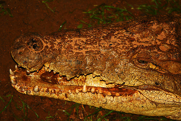 포토 JPG 해외이미지 동물 계절 공원 야생동물 여행 파충류 아프리카 자연 사람없음 야외 여름 환경 봄 가을 게임 입 황무지 치아 보호 위험 땅 사파리 눈금 육식동물 악어 케냐 서식지 남쪽 해외202004 해외포토 공공시설 나라 컨셉 놀이 신체부위 소화기관 방향 생태계 파일형식