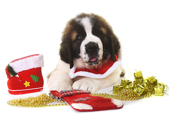 포토 JPG 해외이미지 컨셉 크리스마스 선물 사람없음 반려동물 개 강아지 흰배경 이벤트의상 크리스마스양말 마스티프 삼색 양말장식 해외202004 해외포토 동물 옷 기념일 백그라운드 크리스마스장식 포유류 양말 장식 흰색 파일형식