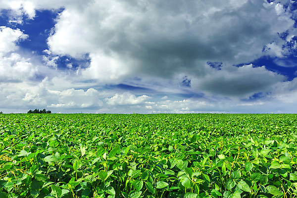 포토 JPG 해외이미지 식물 계절 지구 줄기 잎 밭 농업 채소 자연 하늘 날씨 콩 풍경 사람없음 초록색 여름 파란색 농작물 농장 농경지 환경 경작 농사 봄 수확 성장 시골 땅 조경 장면 대두 밭일 세련 해외202004 해외포토 산업 컬러 곡류 생태계 파일형식