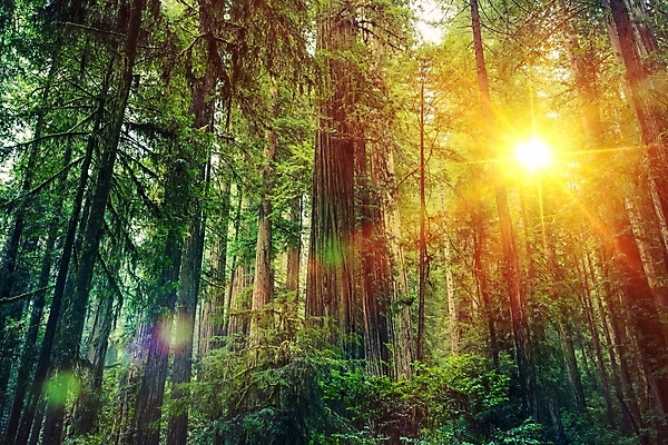 포토 JPG 해외이미지 나무 식물 공원 자국 자연 풍경 사람없음 야외 가로 맑음 미국 하이킹 덮개 나뭇가지 숲 큼 수분 생태계 캘리포니아 나무껍질 리빙 거인 내추럴 사이프러스 해외202004 해외포토 공공시설 북아메리카 레저 날씨 뚜껑 껍질 크기 파일형식