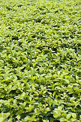 포토 JPG 해외이미지 음식 백그라운드 농업 비즈니스 자연 사람없음 초록색 물 환경 정원 물방울 신선 떨어짐 주식 순수 질감 블러 해외202004 해외포토 자연요소 산업 컬러 컨셉 금융 생태계 파일형식