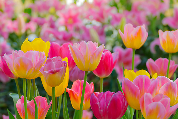 포토 JPG 해외이미지 식물 계절 공원 꽃잎 꽃 줄기 분홍색 꽃다발 백그라운드 잎 꽃무늬 밭 자연 초원 사람없음 빨간색 초록색 여름 파란색 빛 컬러풀 햇빛 태양 노란색 정원 맑음 봄 활발 들꽃 튤립 벚꽃 광선 흰색 전원 시골 신선 개화 우아함 내추럴 고립 해외202004 해외포토 자연요소 공공시설 컬러 컨셉 무늬 농업 날씨 전기에너지 생태계 파일형식