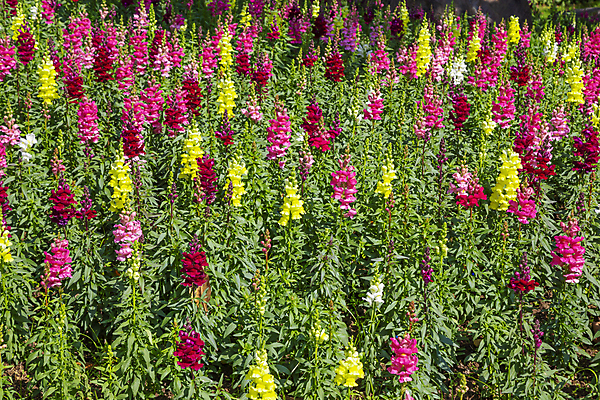 포토 JPG 해외이미지 식물 꽃잎 꽃 자연 사람없음 야외 여름 컬러풀 뷰티 노란색 보라색 봄 벚꽃 신선 변화 배열 향기 조경 화단 꽃가루 심기 영원 해외202309 해외포토 계절 컬러 컨셉 모션 가루 생태계 냄새 파일형식