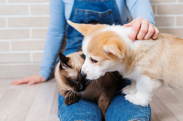 포토 JPG 해외이미지 동물 백인 영어 행복 포유류 관계 포옹 놀이 실내 건강 사랑 한명 빨간색 반려동물 우정 신생아 잡기 양 개 강아지 작음 생강 주인 송곳니 기르기 돌봄 복종 인기 충실 순혈 해외202309 해외포토 서양인 문자 1 감정 컬러 채소 안기 모션 사람 내부 친구 아기 치아 크기 파일형식