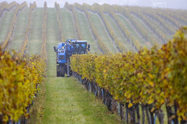 포토 JPG 해외이미지 식물 산업 컬러 밭 농업 오렌지 포도 풍경 사람없음 컬러풀 농장 노란색 기계 수확 성장 가을 시골 결합 포도밭 체코 남쪽 공화국 밭일 양조 양조장 줄서기 모라비아 해외202309 해외포토 계절 유럽 나라 과일 모션 방향 파일형식