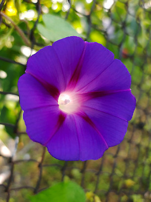 포토 JPG 해외이미지 식물 꽃잎 꽃 컬러 백그라운드 꽃무늬 아침 씨앗 사람없음 초록색 컬러풀 보라색 봄 성장 원형 개화 센터 닫기 중앙 저녁 그림 질감 꽃가루 내추럴 해외202309 해외포토 주간 도형 계절 무늬 모션 야간 가루 파일형식