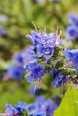 포토 JPG 해외이미지 나무 식물 계절 꽃 잎 자연 사람없음 야외 초록색 정원 봄 벚꽃 흰색 나뭇가지 숲 허브 해외202309 해외포토 컬러 생태계 파일형식