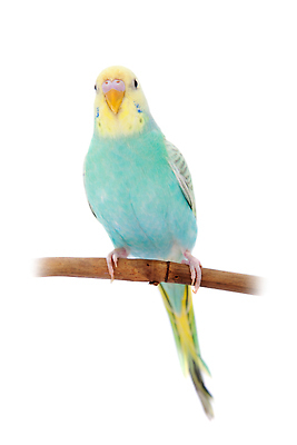 포토 JPG 해외이미지 동물 1 야생동물 어린이 장난 자연 조류 실내 앉기 사람없음 파란색 반려동물 컬러풀 머리 치킨 흰색 나뭇가지 작음 깃털 부리 앵무새 슛 봉 고립 잉꼬 해외202309 해외포토 나무 컬러 모션 사람 내부 신체부위 크기 생태계 닭고기요리 파일형식