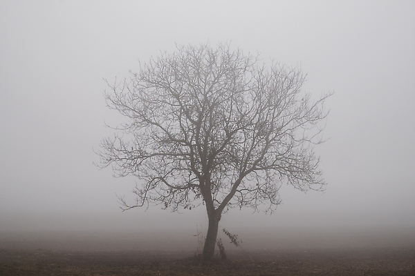 포토 JPG 해외이미지 나무 계절 공원 백그라운드 겨울 자연 하늘 날씨 사람없음 야외 파란색 뷰티 환경 얼음 추위 안개 흰색 나뭇가지 숲 서리 내추럴 해외202309 해외포토 자연요소 식물 공공시설 컬러 생태계 파일형식