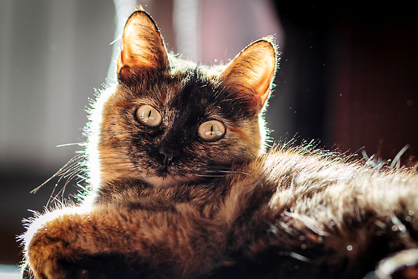 포토 JPG 해외이미지 동물 응시 얼굴 휴식 수염 주택 털 사람없음 반려동물 뷰티 갈색 고양이 모피 호기심 부드러움 솜털 거짓말 해외202309 해외포토 시선 감정 컬러 컨셉 포유류 건물 신체부위 감각 파일형식