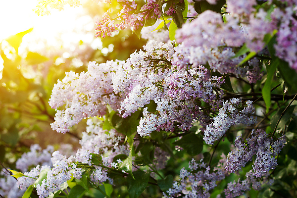 포토 JPG 해외이미지 나무 식물 계절 꽃잎 꽃 분홍색 컬러 꽃다발 백그라운드 잎 꽃무늬 자연 벽지 선물 풍경 사람없음 장식 초록색 여름 컬러풀 뷰티 정원 보라색 봄 벚꽃 흰색 나뭇가지 신선 개화 5월 다발 제비꽃 라일락 내추럴 해외202309 해외포토 무늬 날짜 생태계 파일형식