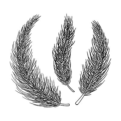 EPS 해외이미지 나무 계절 실루엣 잎 크리스마스 겨울 일러스트 자연 휴가 잉크 미술 그래픽 장식 세트 검은색 화환 흰색 나뭇가지 축하 붓 소나무 바늘 낙서 12월 스케치 밀 수집 오브젝트 그림 윤곽 솔방울 전나무 내추럴 고립 엘리먼트 가문비나무 벡터 해외202309 해외일러스트 식물 기념일 꽃 컬러 컨셉 문화예술 곡류 촬영기법 도구 날짜 생태계 파일형식