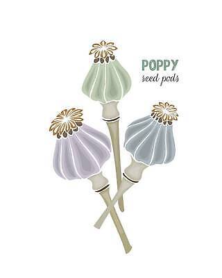 EPS 해외이미지 식물 음식 컬러 백그라운드 꽃무늬 농업 일러스트 자연 잉크 건조 씨앗 그래픽 장식 여름 세트 정원 검은색 수확 골동품 흰색 낙서 상품 스케치 그림 유기농 손그림 양귀비 판화 고립 꼬투리 밭일 숙성 벡터 해외202309 해외일러스트 웰빙 계절 꽃 산업 무늬 미술 생태계 파일형식