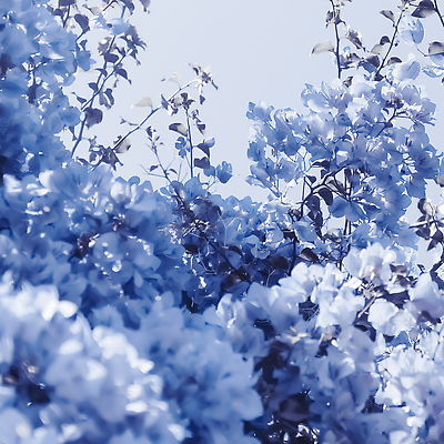 포토 JPG 해외이미지 꽃 백그라운드 나뭇잎 사람없음 파란색 나뭇가지 해외202309 해외포토 나무 식물 컬러 잎 파일형식