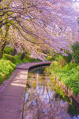 포토 JPG 해외이미지 길 사람없음 강 햇빛 봄 벚꽃 벚나무 풀숲 카와사키 해외202309 해외포토 나무 계절 꽃 태양 숲 카나가와 파일형식