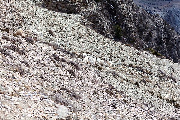 포토 JPG 해외이미지 나무 동물 지구 야생동물 여행 밭 포유류 자연 하늘 휴가 염소 산 털 뿔 풍경 경사 사람없음 야외 초록색 물 여름 파란색 반려동물 뷰티 농장 맑음 바위 흰색 양 가장자리 군중 오르기 내추럴 양모 방법 절정 해외202309 해외포토 자연요소 식물 계절 컬러 농업 모션 날씨 사람 돌_바위 직물 둘레 생태계 파일형식