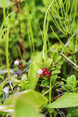 포토 JPG 해외이미지 식물 계절 음식 잎 과일 자연 디저트 사람없음 신선 숲 작음 발사 건강식 숙성 크랜베리 해외202309 해외포토 열매 크기 생태계 파일형식