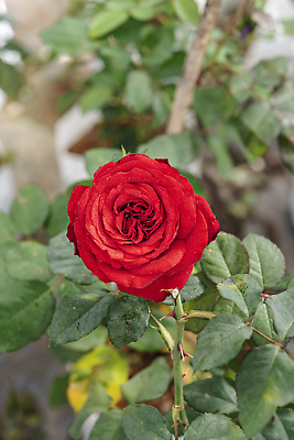 포토 JPG 해외이미지 식물 공원 꽃잎 꽃 줄기 컬러 백그라운드 잎 꽃무늬 자연 아침 풍경 사람없음 야외 빨간색 초록색 여름 컬러풀 뷰티 장미 머리 정원 봄 성장 벚꽃 시골 신선 개화 다발 허브 향수 원예 아로마 내추럴 해외202309 해외포토 주간 계절 공공시설 무늬 취미 신체부위 화장품 생태계 파일형식