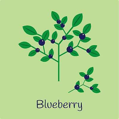 EPS 해외이미지 식물 디자인 계절 열매 음식 잎 농업 일러스트 자연 건강 초록색 여름 파란색 세트 컬러풀 정원 신선 달콤 숲 수집 관목 심볼 오브젝트 유기농 블루베리 내추럴 건포도 고립 숙성 엘리먼트 벡터 해외202309 해외일러스트 나무 웰빙 산업 컬러 과일 포도 맛 생태계 건과일 파일형식