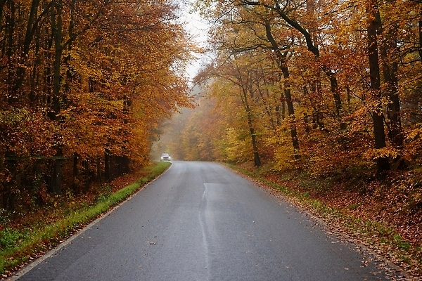 포토 JPG 해외이미지 나무 계절 도로 길 컬러 여행 백그라운드 단풍 잎 겨울 오렌지 교통시설 자동차 자연 사람없음 야외 초록색 빛 컬러풀 뷰티 노란색 운전 추위 안개 시골 고속도로 황금 숲 위험 타이어 장면 10월 내추럴 방법 비어있는 해외202309 해외포토 식물 육상교통 교통 컨셉 과일 모션 날씨 날짜 시설 생태계 파일형식