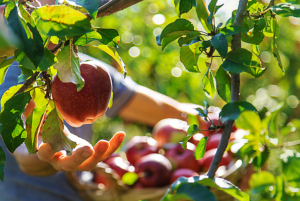 포토 JPG 해외이미지 주간 서양인 남자 잎 자연 한명 상반신 성인 야외 옆모습 아웃포커스 수확 신선 사과 농부 과수원 손내밀기 사과농장 성인남자한명만 해외202309 해외포토 자연요소 외국인 식물 직업 1 뷰포인트 농업 과일 촬영기법 사람 손짓 농장 생태계 남자한명만 성인남자만 파일형식