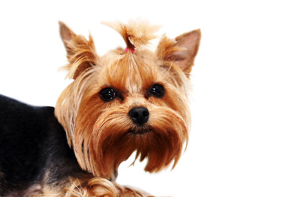 포토 JPG 해외이미지 동물 어린이 친절 털 사랑 사람없음 반려동물 뷰티 가축 놀람 우정 슬픔 개 강아지 고독 무서움 테리어 호기심 긴장 동물상 해외202309 해외포토 감정 컨셉 포유류 표정 사람 친구 조형물 파일형식