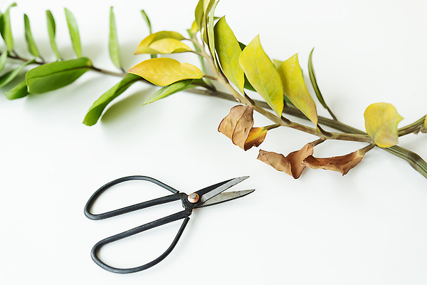 포토 JPG 해외이미지 식물 디자인 꽃 화분 벽 백그라운드 잎 창문 아파트 주택 건조 실내 미술 사람없음 내부 장식 초록색 노란색 우주 금속 검은색 봄 공백 방 죽음 냄비 미술관 물주기 시들음 내추럴 스타일 국경 비어있는 해외202309 해외포토 계절 컬러 모션 재질 문화예술 건물 솥 파일형식