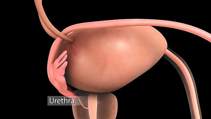 포토 JPG 해외이미지 디자인 실루엣 과학 해부 사람 사람없음 약 3D 오르간 횡단보도 시스템 방광 해외202309 해외포토 의학 촬영기법 보행로 건반악기 비뇨기관 디지털합성 파일형식