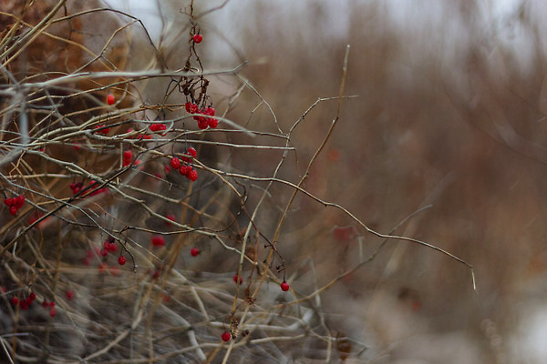 포토 JPG 해외이미지 나무 식물 계절 열매 줄기 컬러 백그라운드 단풍 자연 건강 사람없음 야외 목재 장식 빨간색 컬러풀 회색 낭만 추위 수확 나뭇가지 신선 가시 숲 9월 11월 관목 묘사 질감 진홍색 10월 내추럴 벌거벗은 숙성 해외202309 해외포토 컨셉 잎 농업 재료 날짜 생태계 파일형식