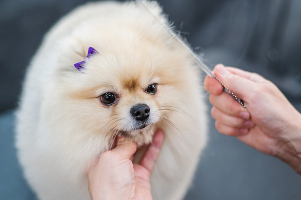 포토 JPG 해외이미지 손 신체부위 뷰티 귀여움 이발 다듬기 미용가위 포메라니안 해외202309 해외포토 컨셉 모션 가위_도구 사람 미용용품 개 파일형식