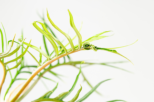 포토 JPG 해외이미지 모양 식물 화초 백그라운드 잎 가족 새로움 주택 실내 손바닥 사람없음 내부 장식 정원 회색 성장 화려 엉킴 해외202309 해외포토 손 컬러 컨셉 관계 건물 파일형식