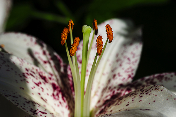 포토 JPG 해외이미지 식물 꽃잎 꽃 컬러 꽃다발 백그라운드 잎 꽃무늬 자연 사람없음 초록색 여름 뷰티 정원 봄 벚꽃 흰색 꽃술 신선 우아함 백합 묘사 꽃수술 필라멘트 해외202309 해외포토 계절 컨셉 무늬 생태계 파일형식