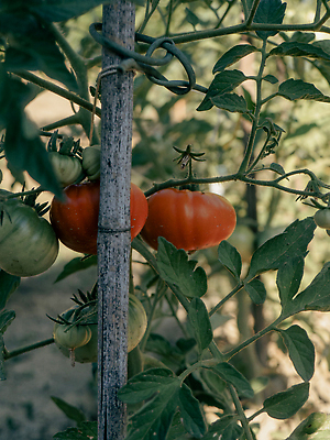 포토 JPG 해외이미지 라이프스타일 계절 음식 잎 밭 농업 채소 양파 휴식 건강 사람없음 야외 농작물 새싹 흙 샐러드 성장 업무 사회이슈 묘사 환경보전 만족 상쾌 유기농 원예 날것 국산 건강식 내추럴 독립 바이오 생태학 숙성 심기 줄서기 채식주의자 맛있는 해외202309 해외포토 식물 웰빙 교육 감정 산업 컨셉 모션 취미 생활 작업 채식 파일형식
