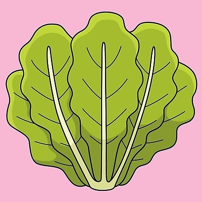 EPS 해외이미지 클립아트 디자인 어린이 음식 컬러 백그라운드 잎 농업 다이어트 채소 일러스트 재료 자연 건강 미술 그래픽 초록색 컬러풀 샐러드 신선 낙서 상추 만화 그림 유기농 손그림 비타민 걸음마 채식주의자 로메인상추 맛있는 해외202309 해외일러스트 식물 웰빙 산업 모션 문화예술 사람 생태계 채식 영양소 파일형식 벡터