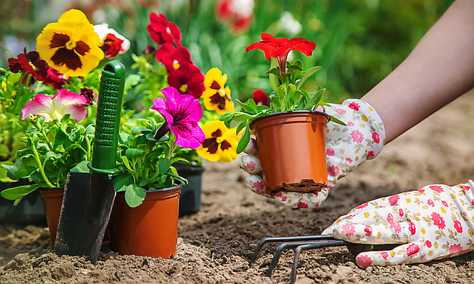 포토 JPG 해외이미지 손 꽃 화분 장갑 들기 신체부위 정원 성장 삽 원예 심기 해외202309 해외포토 식물 잡화 모션 사람 취미 파일형식