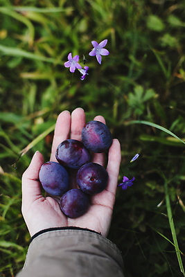 포토 JPG 해외이미지 나무 손 계절 열매 음식 과일 재료 자연 디저트 건강 관리 사람없음 야외 농작물 야자수 농장 정원 보라색 수확 성장 나뭇가지 시골 신선 잡기 달콤 농부 과수원 9월 수집 에코 유기농 시골집 원예 날것 자두 8월 내추럴 마멀레이드 밭일 숙성 해외202309 해외포토 식물 직업 웰빙 컬러 농업 모션 주택 취미 신체부위 환경 날짜 맛 잼 생태계 파일형식