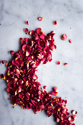 포토 JPG 해외이미지 꽃잎 분홍색 백그라운드 곡선 사람없음 장미 카피스페이스 해외202309 해외포토 꽃 선 컬러 공백 파일형식