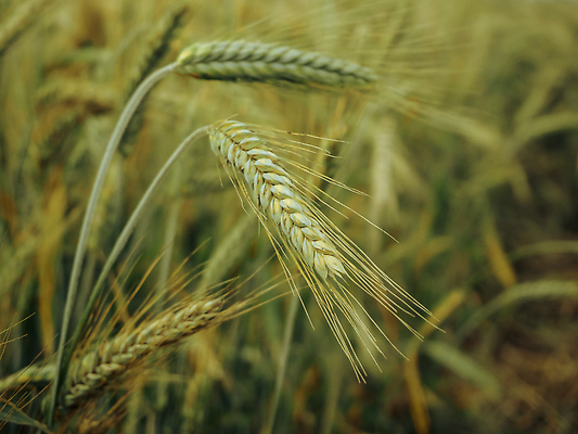 포토 JPG 해외이미지 식물 음식 백그라운드 십자가 밭 농업 자연 옥수수 씨앗 사람없음 야외 초록색 농작물 뷰티 농장 농경지 머리 농사 봄 활발 무대 수확 성장 시골 낟알 시리얼 밀 속도 유기농 복고 스파이크 내추럴 개발 방법 밭일 호밀 세련 해외202309 해외포토 웰빙 계절 산업 컬러 컨셉 곡류 신체부위 생태계 파일형식