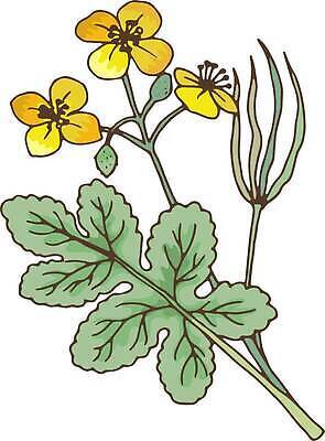 EPS 해외이미지 식물 템플릿 손 디자인 꽃잎 꽃 줄기 잎 꽃무늬 일러스트 재료 포장 자연 건강 치료 초록색 뷰티 약 벚꽃 스케치 허브 그림 에코 유기농 내추럴 돌봄 해외202309 해외일러스트 웰빙 컬러 무늬 의학 모션 미술 신체부위 환경 생태계 파일형식 벡터