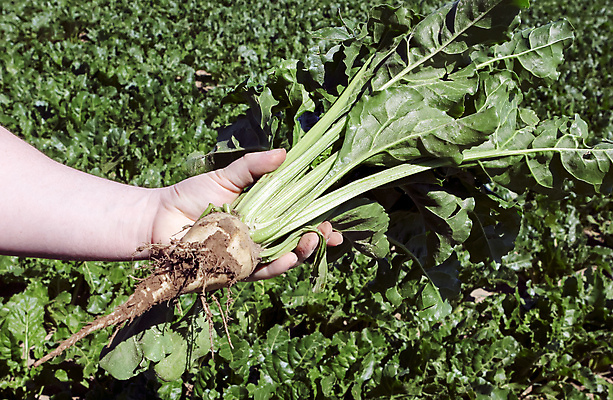 포토 JPG 해외이미지 식물 계절 산업 음식 백그라운드 잎 패턴 밭 농업 채소 자연 하늘 사람없음 야외 초록색 농작물 컬러풀 농장 농경지 농사 흙 수확 성장 흰색 시골 달콤 농부 낟알 땅 설탕 유기농 뿌리 내추럴 밭일 비트 수평선 세련 해외202309 해외포토 직업 웰빙 컬러 무늬 맛 생태계 파일형식