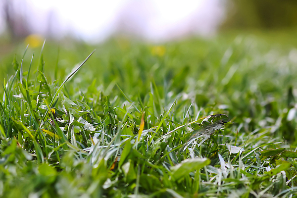 포토 JPG 해외이미지 식물 계절 공원 스포츠 백그라운드 잎 패턴 밭 골프 자연 벽지 하늘 표면 추상 잔디 사람없음 야외 초록색 파란색 뷰티 우주 환경 정원 축구 봄 신선 땅 서비스 에코 질감 내추럴 수평선 해외202309 해외포토 공공시설 컬러 무늬 농업 구기 생태계 파일형식