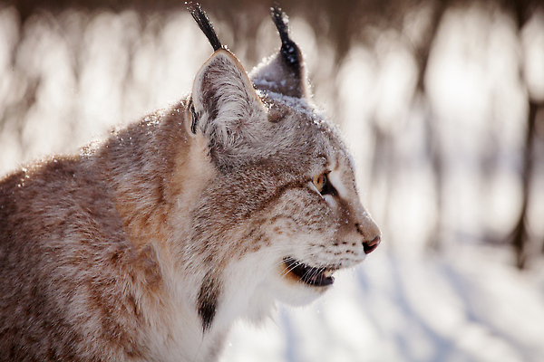 포토 JPG 해외이미지 한마리 야생동물 겨울 포유류 사람없음 설원 눈 스라소니 눈덮임 해외202309 해외포토 자연요소 동물 1 계절 컨셉 날씨 눈_날씨 파일형식