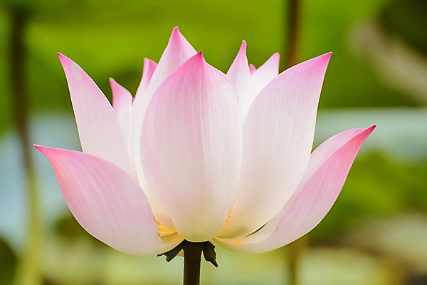 포토 JPG 해외이미지 나무 식물 꽃 종교 선 분홍색 백그라운드 불교 자연 연꽃 동양인 사람없음 빨간색 초록색 물 여름 뷰티 노란색 정원 보라색 벚꽃 흰색 연못 신선 개화 백합 해외202309 해외포토 자연요소 계절 컬러 인종 생태계 파일형식