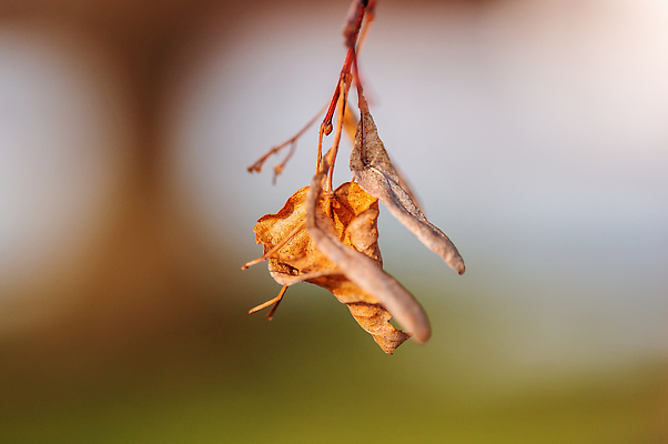 포토 JPG 해외이미지 식물 줄기 단풍 잎 패턴 자연 생물 사람없음 야외 갈색 새싹 정원 성장 가을 나뭇가지 신선 막대기 그룹 숲 묘사 유기농 질감 생물학 날것 뿌리 내추럴 강렬 땅바닥 떠남 해외202309 해외포토 나무 웰빙 계절 교육 컬러 무늬 모션 바닥 생태계 파일형식
