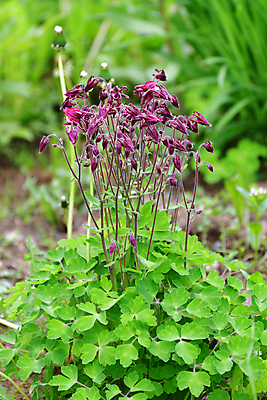 포토 JPG 해외이미지 식물 계절 꽃잎 꽃 할머니 화초 컬러 백그라운드 밭 자연 사람없음 야외 장식 초록색 여름 뷰티 정원 보라색 활발 성장 벚꽃 전원 침대 개화 원예 냄새 화단 꽃가루 꿀 보닛 막자 많음 해외202309 해외포토 여자 노년 가구 컨셉 농업 자동차 취미 전기에너지 가루 생태계 파일형식