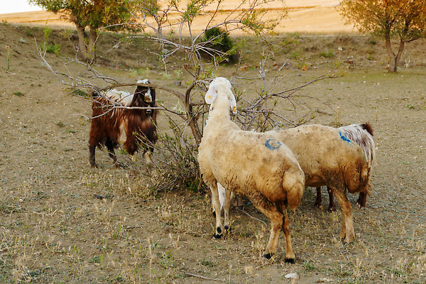 포토 JPG 해외이미지 동물 어린이 밭 농업 자연 염소 사람없음 야외 농장 가축 봄 산책 흰색 시골 아기 방목 밭일 해외202309 해외포토 계절 산업 컬러 포유류 휴식 사람 축산업 생태계 파일형식
